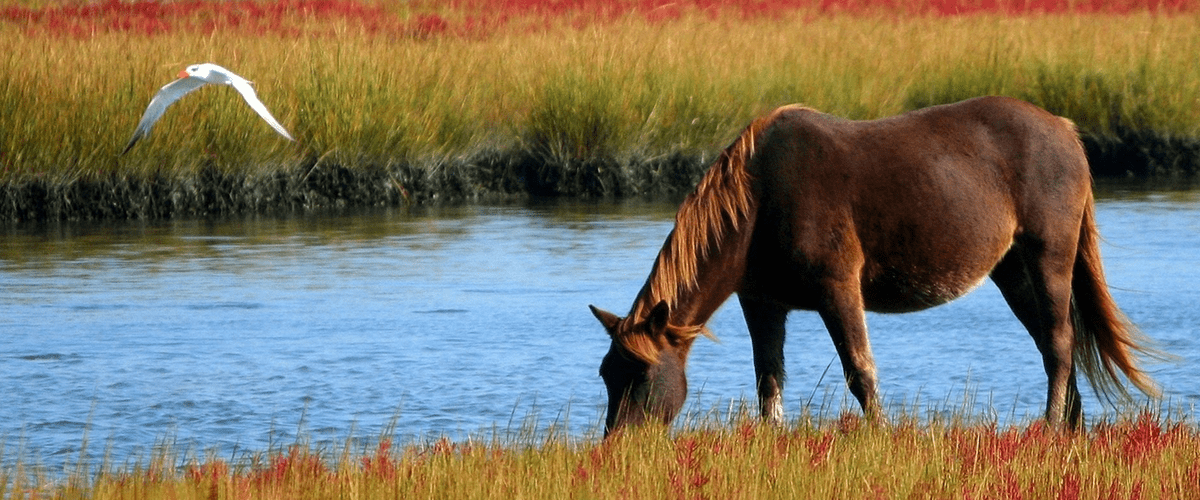 horse drinking water