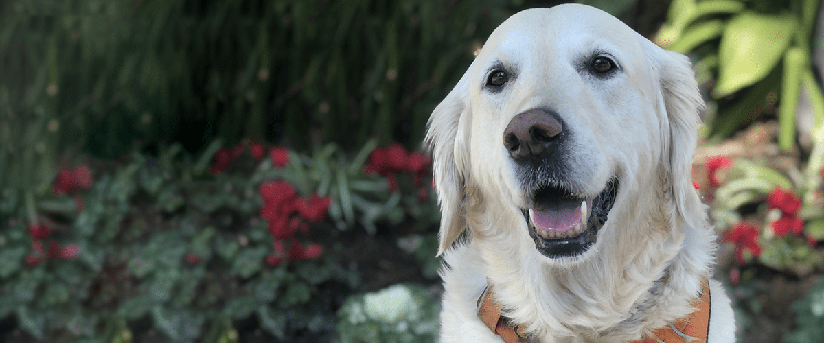 Golden retriever