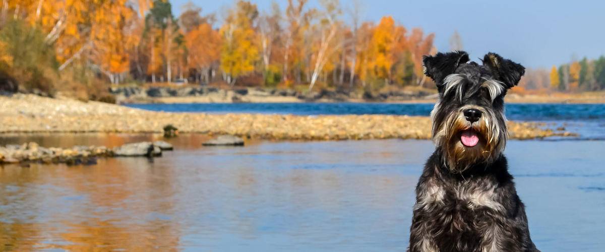 Schnauzer sitting by water