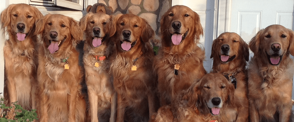 Golden retrievers