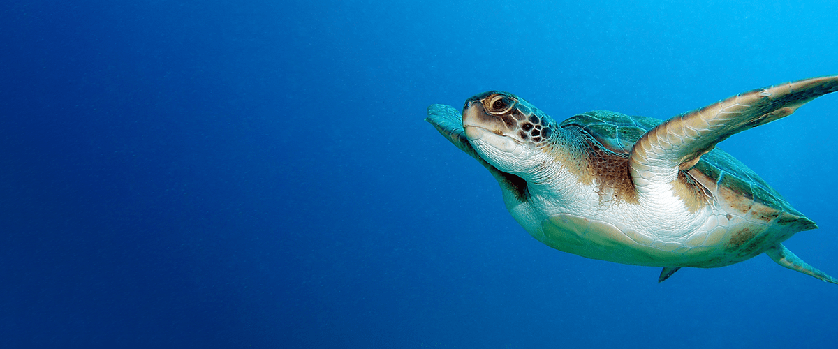 Sea turtle