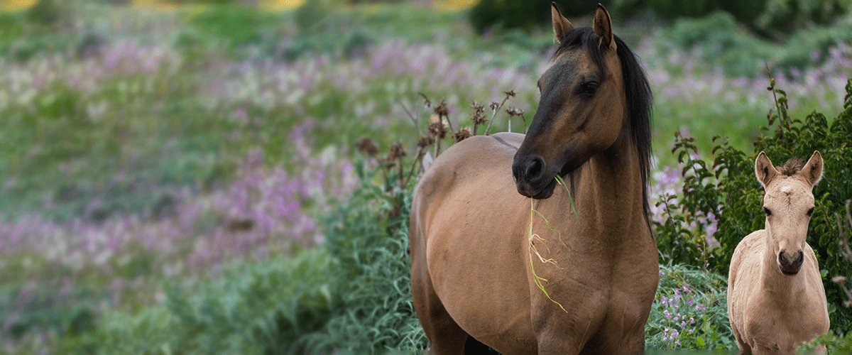 Horses