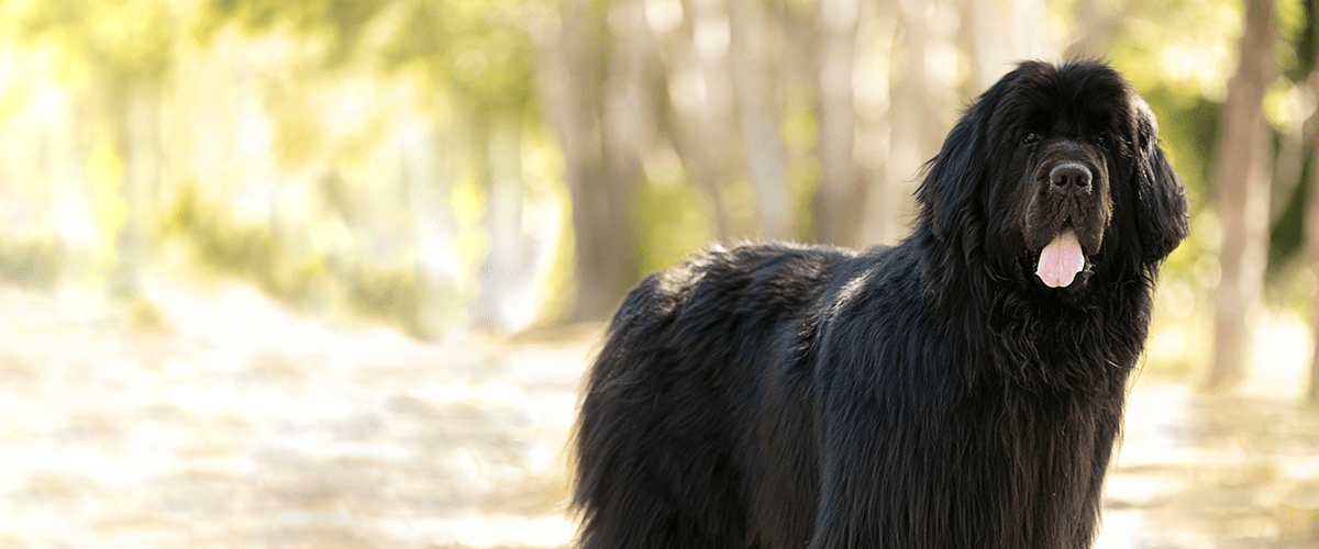 Newfoundland Dog