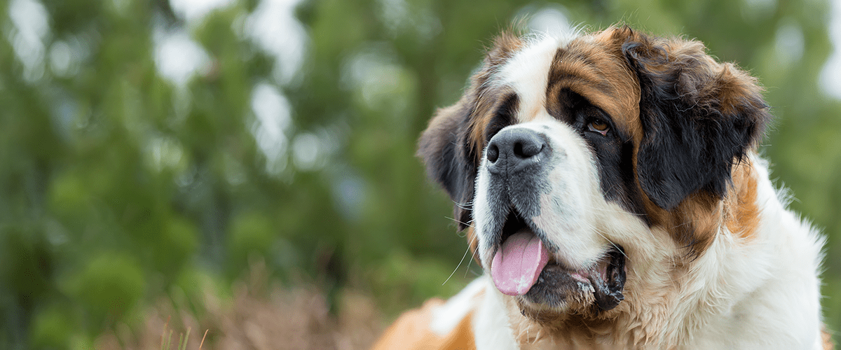 Saint Bernard