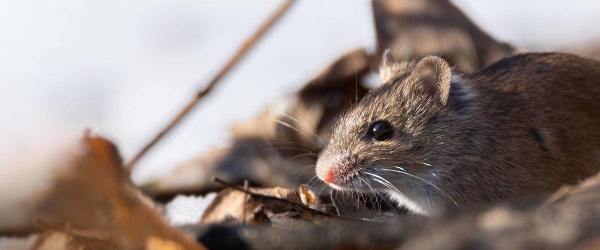 Pacific Pocket Mouse