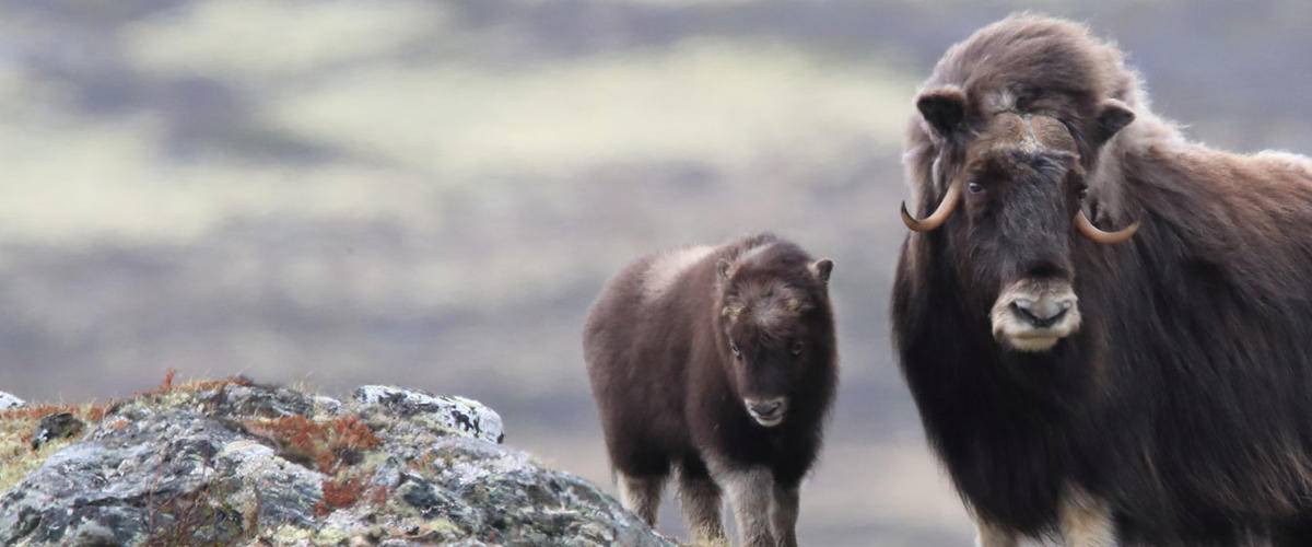 muskoxen