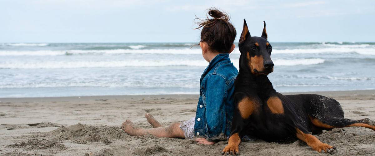 Doberman and owner on beach