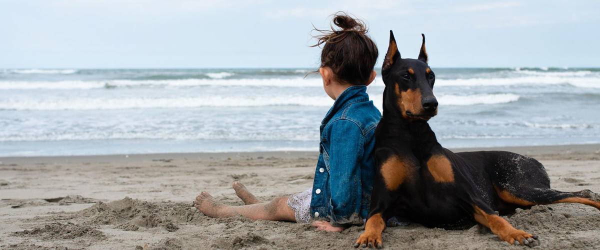 Doberman and owner on beach