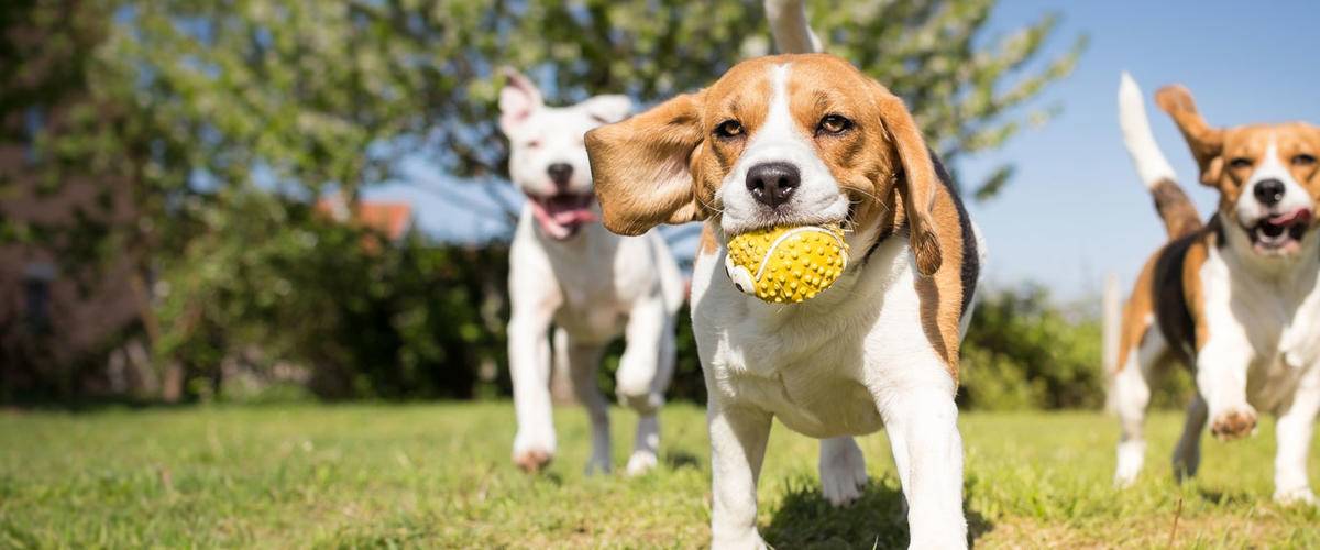 Beagle with ball