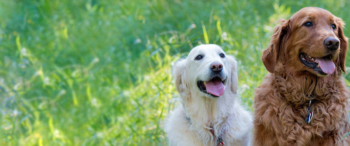 golden retrievers