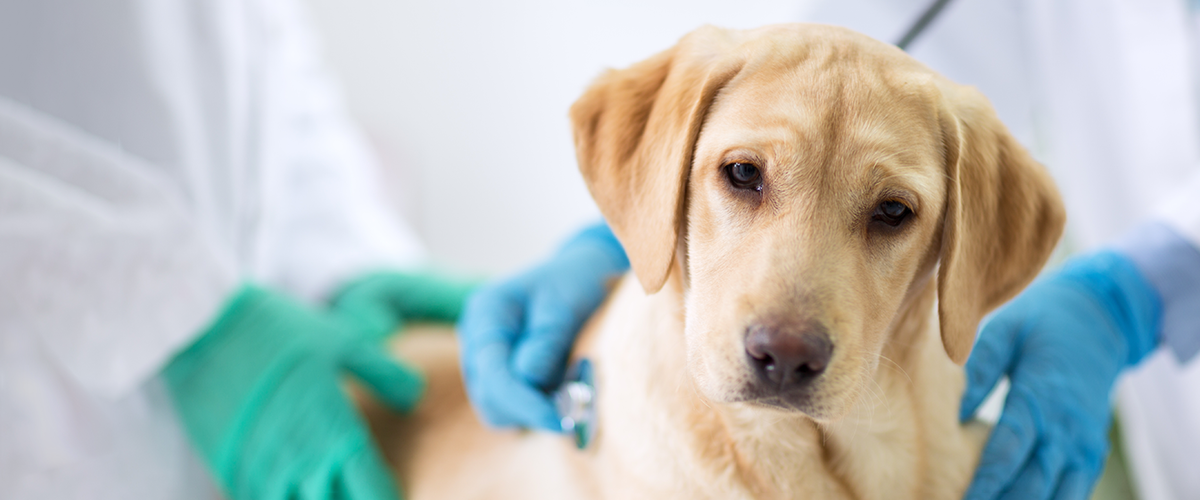 dog at vet