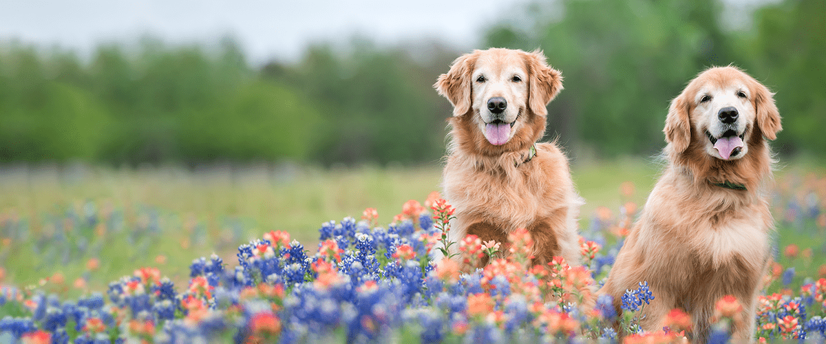 Golden retrievers 