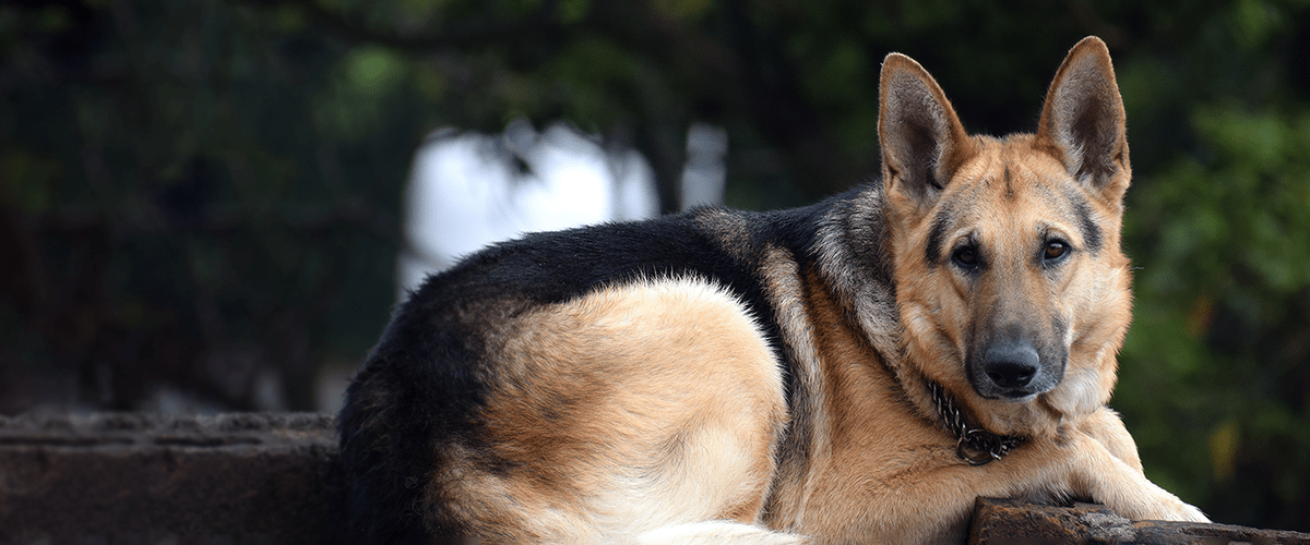 German shepherd 