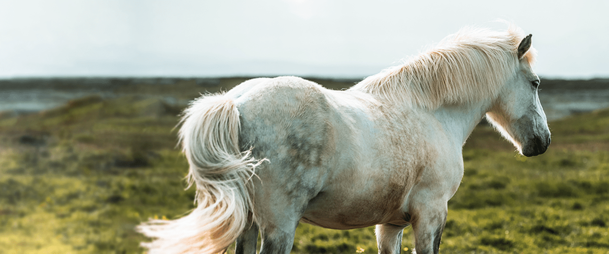 Top Cancers in Horses