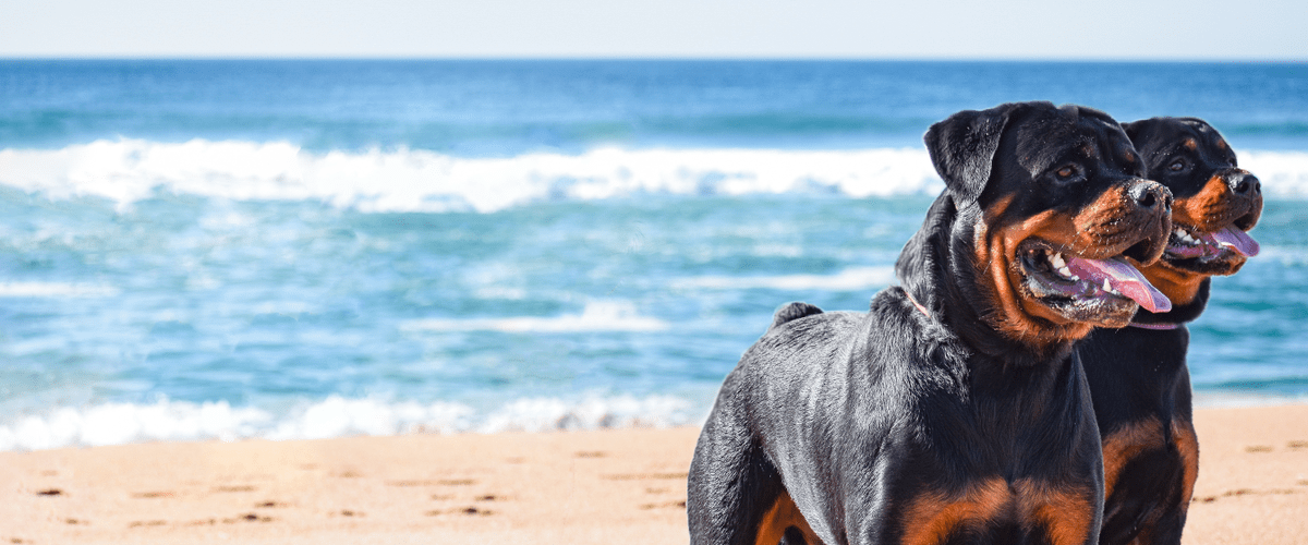 Osteosarcoma vaccine dogs shop