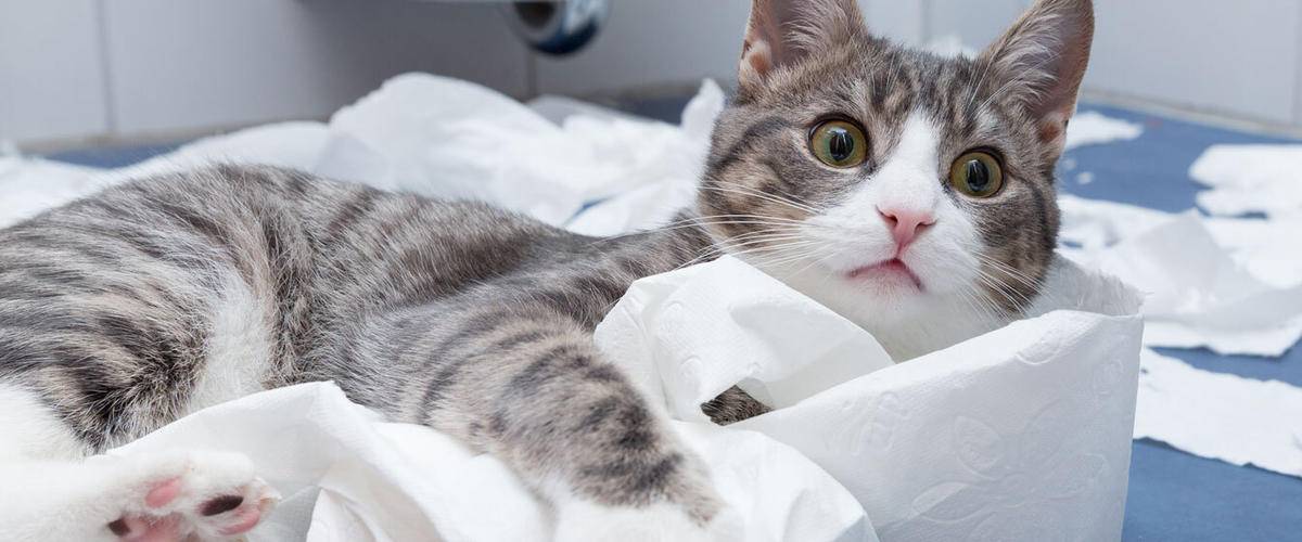 A woman goes surfing with her cats who are 'fascinated' by water