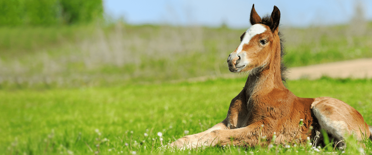 Foal