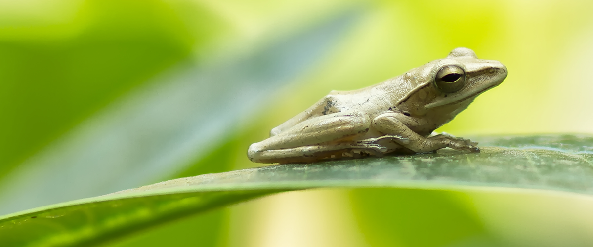 frog