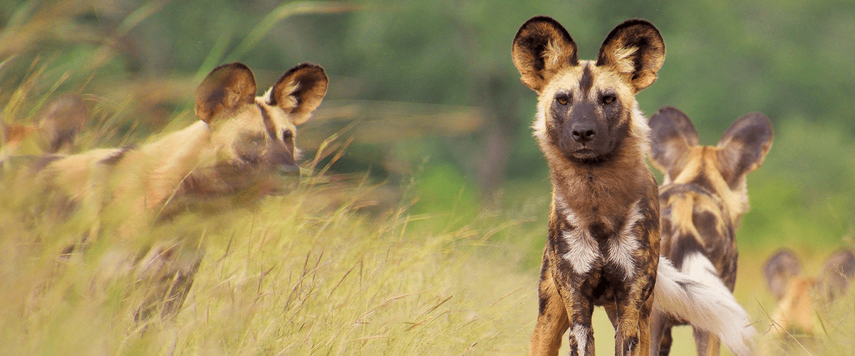 can african wild dogs be tamed