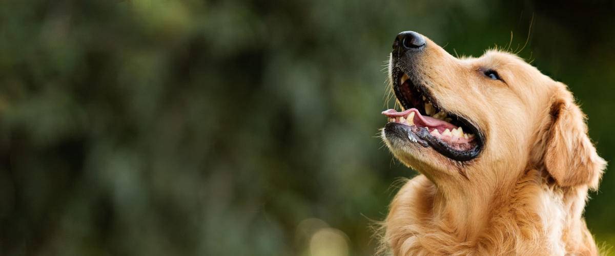 Golden retriever dog