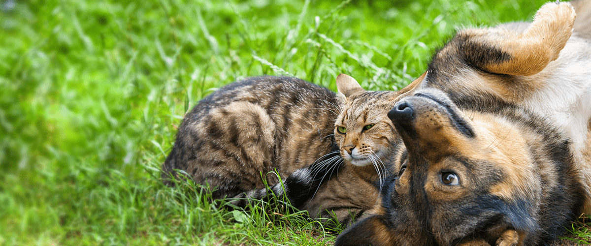 Dog and Cat