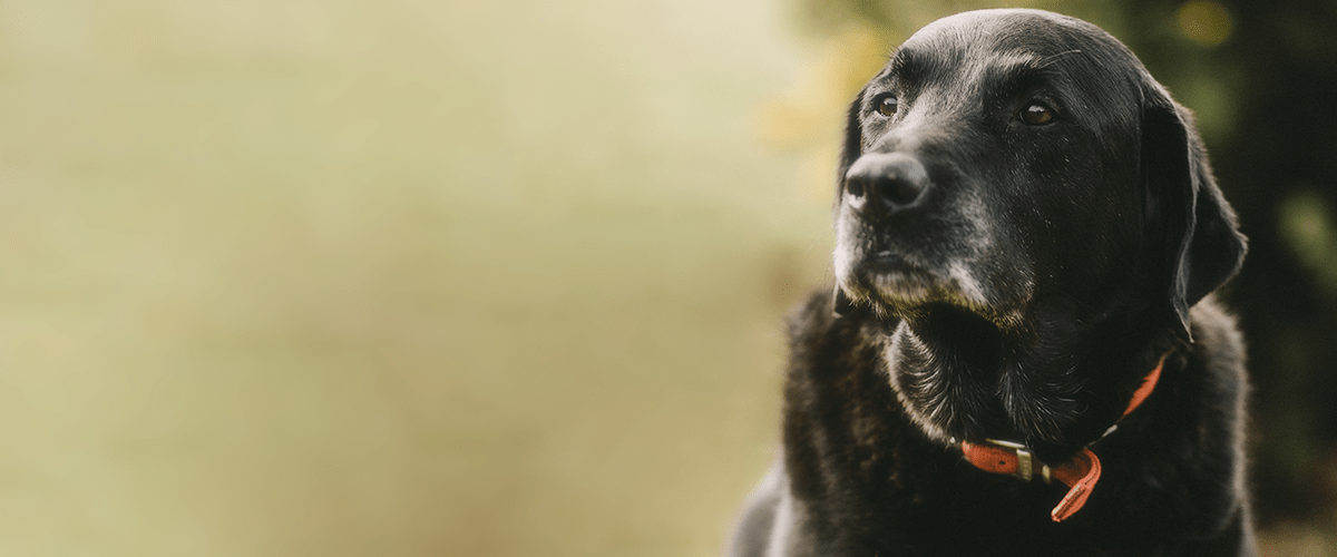 Senior dog
