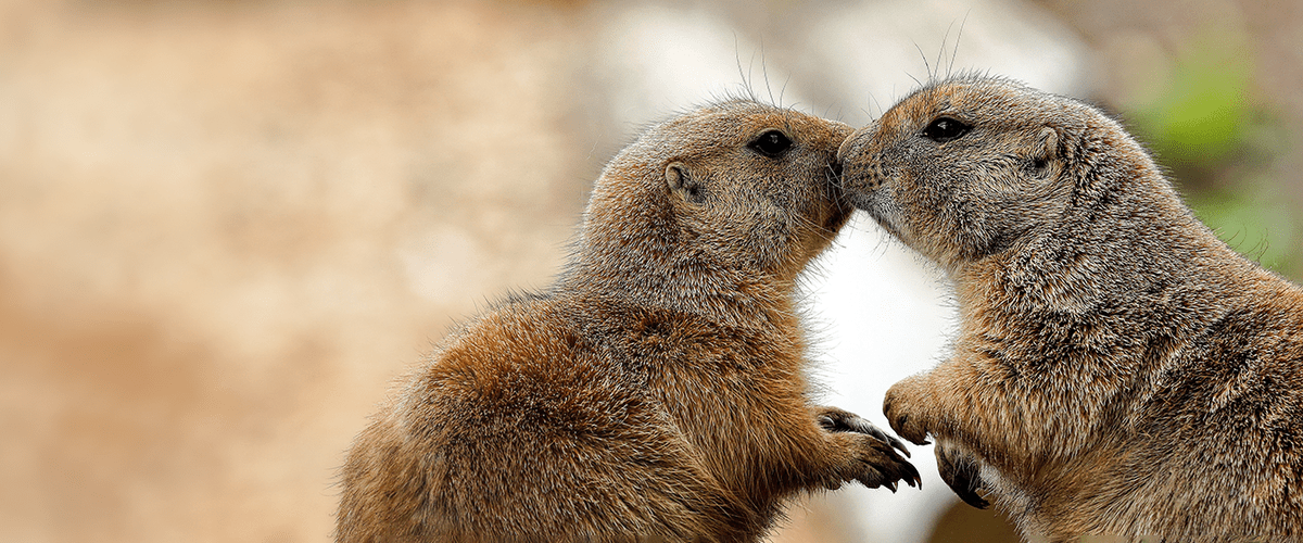 Prairie Dogs