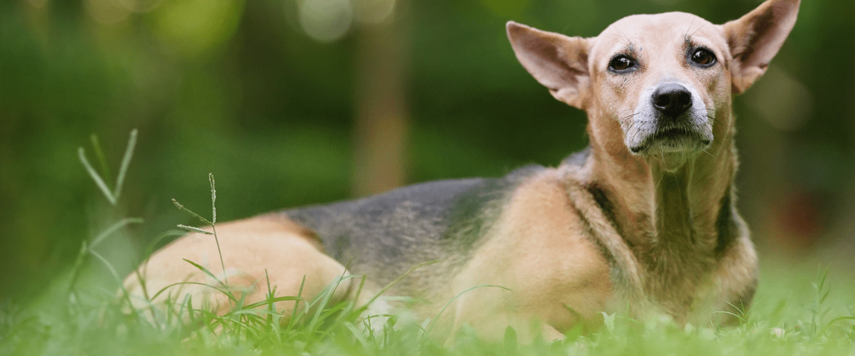 Rabies in Dogs & Cats Remains a Threat Despite Effective Vaccine Rabies in Dogs & Cats Remains a Threat Despite Effective Vaccine
