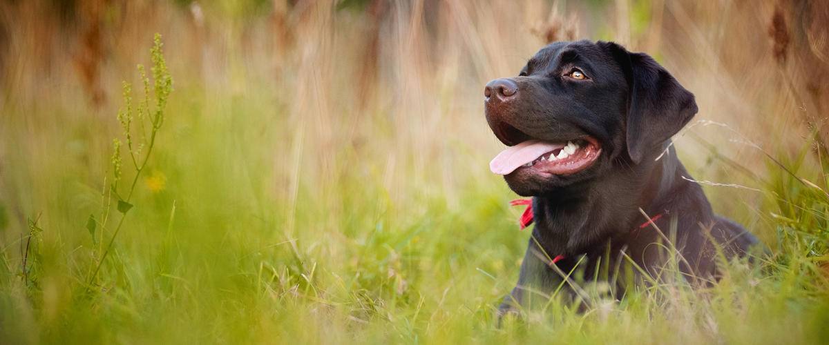 Black Labrador retriever in grass