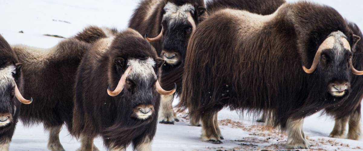 Muskoxen