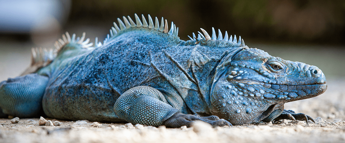 Iguana