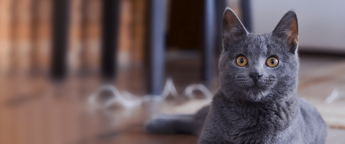 cat