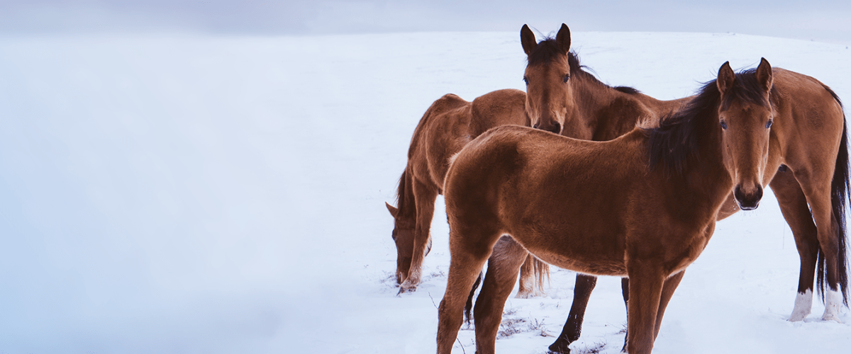 Bacterial Diseases in Horses