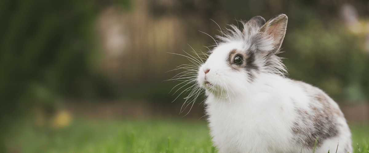 How to Keep Your Pet Healthy & Hopping
