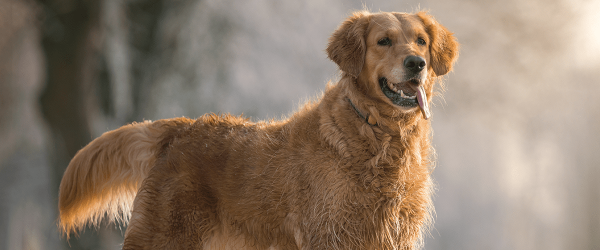 Golden retriever 