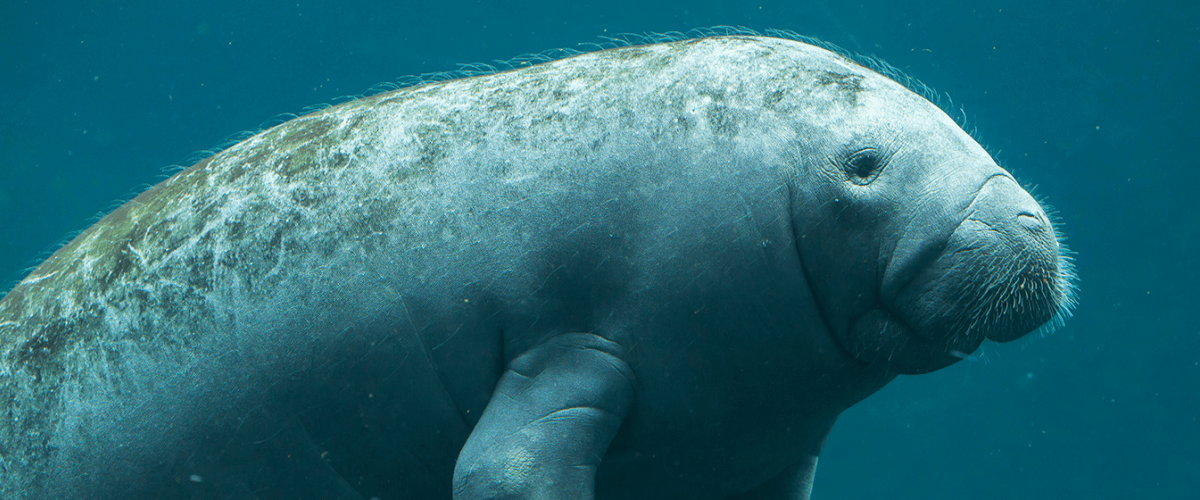 manatee