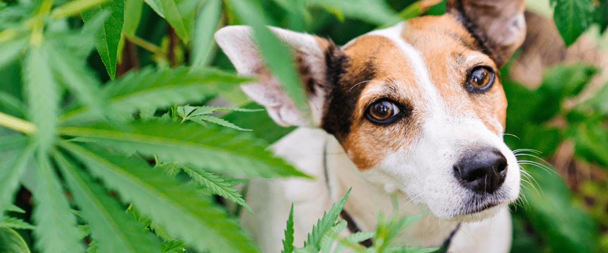 Dog in cannabis leaves