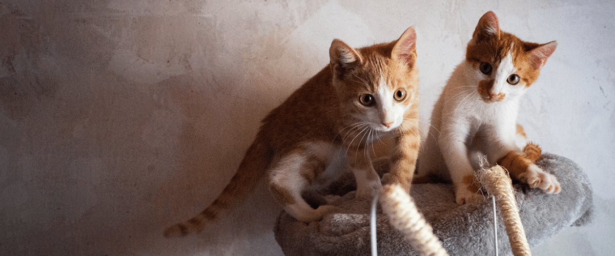 Two orange and white kittens play on a carpeted cat tree