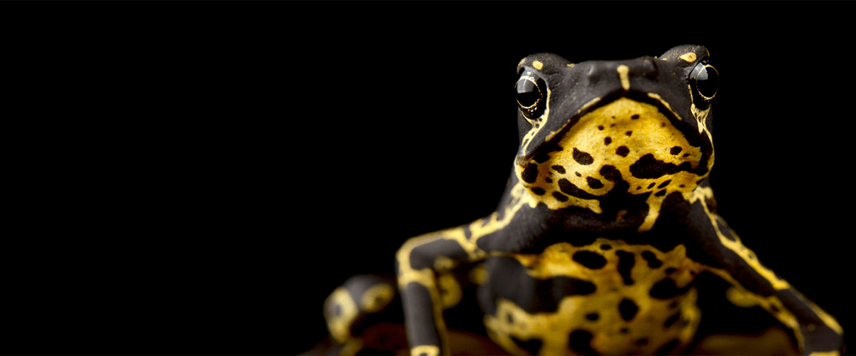 harlequin frog