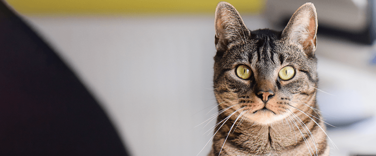 Cat mouth cancer natural treatment clearance