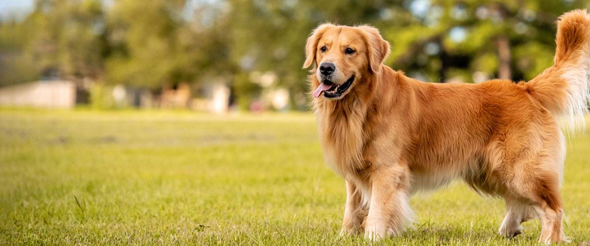 Golden Retriever 