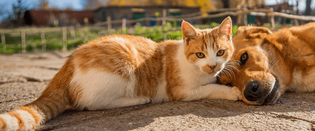 cat and dog