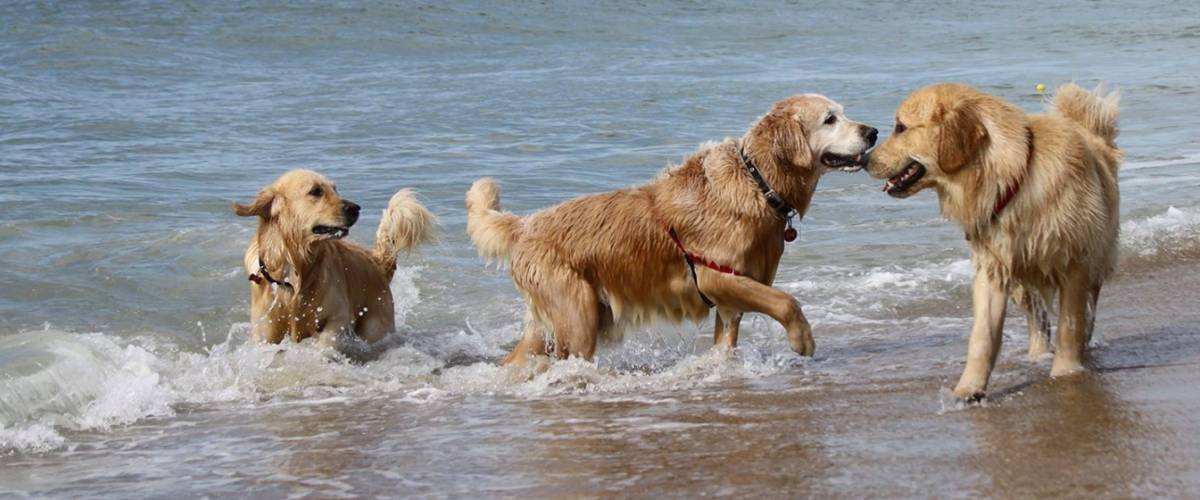 golden retrievers