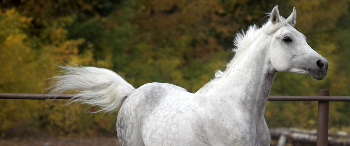 Top Cancers in Horses