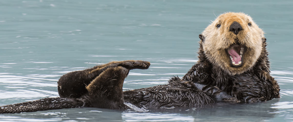 Otter