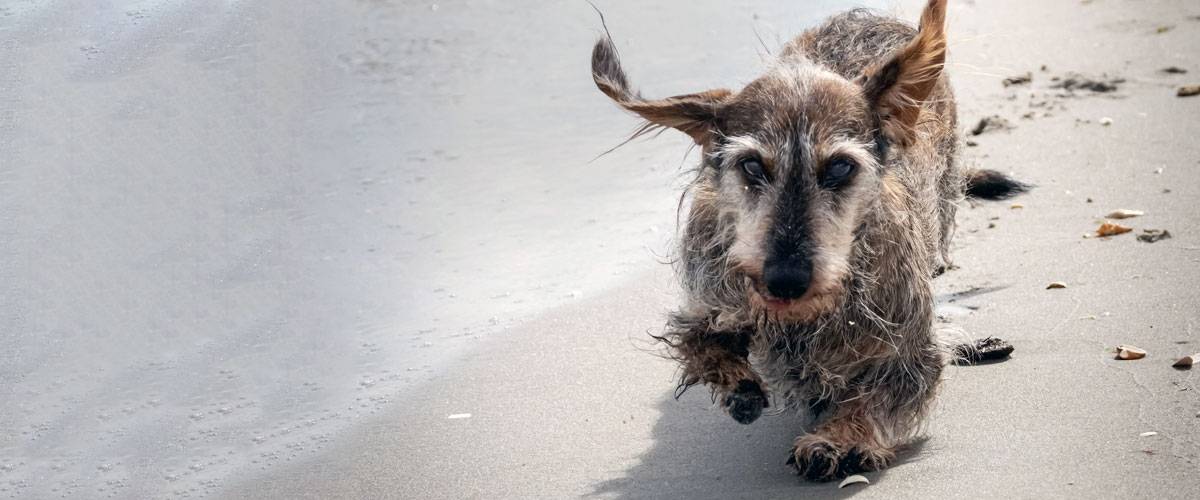 Dog on beach