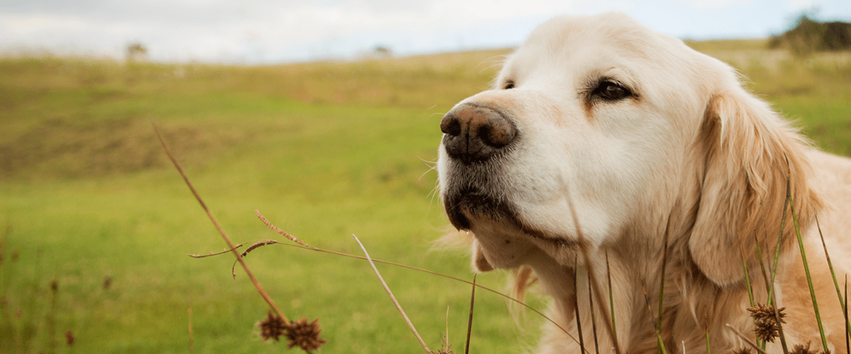 Golden Retriever 