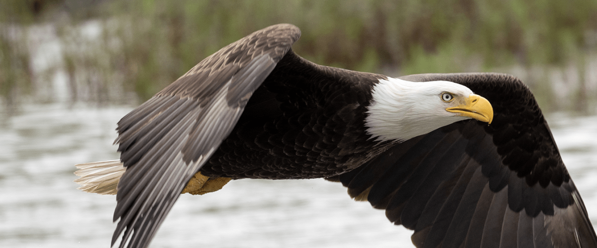 Bald eagle