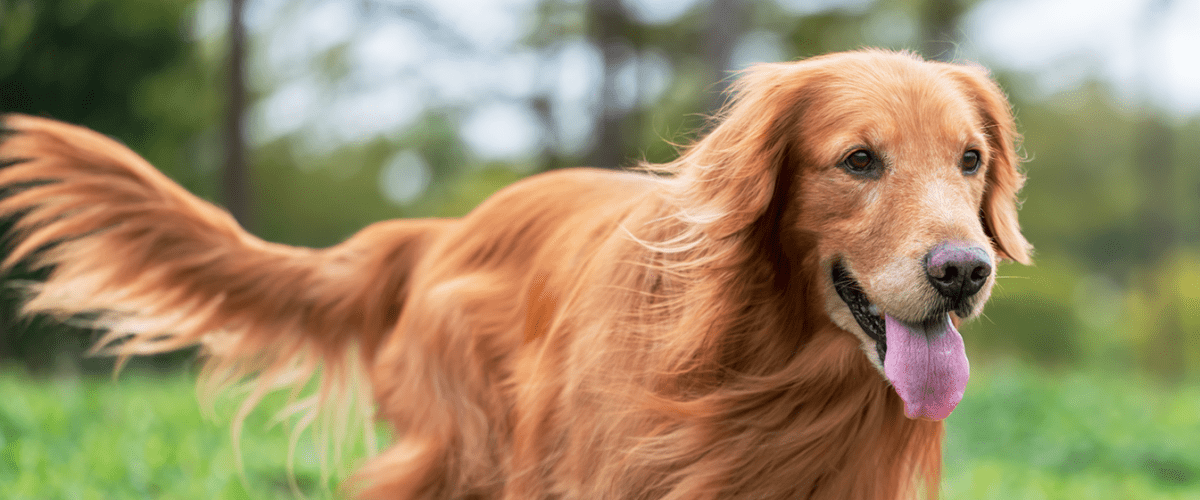 Golden Retriever Dogs | Dog Breeds