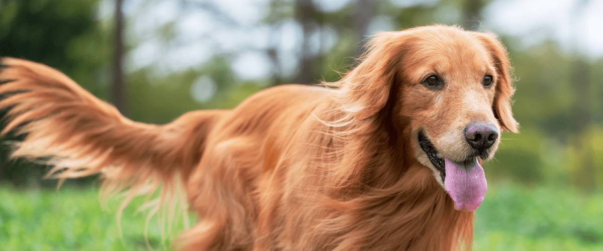 Golden Retriever
